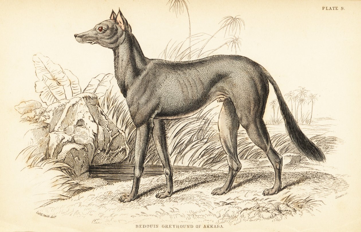 Arap tazı, Canis lupus aşinalık by William Home Lizars