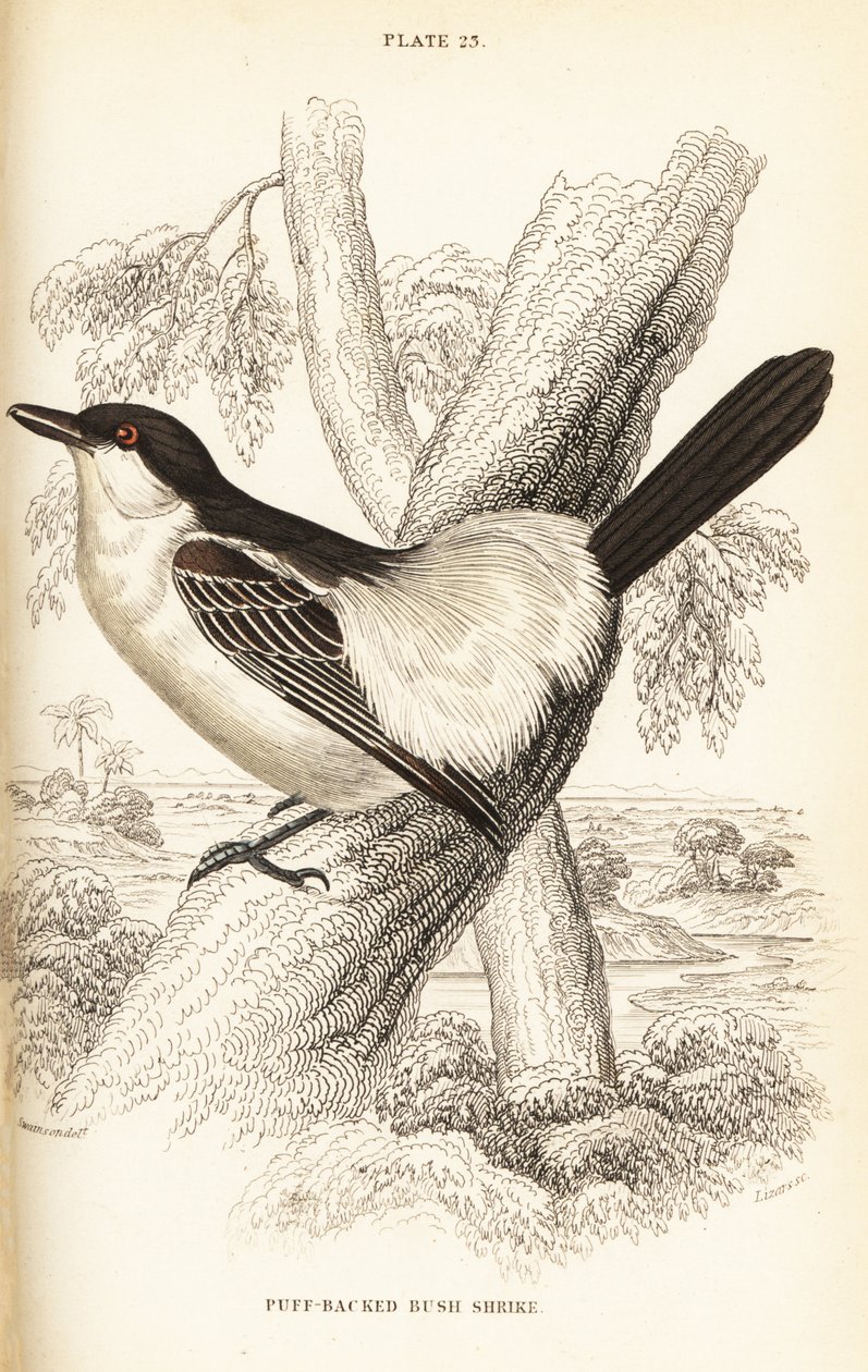 Siyah sırtlı puf, Dryoscopus cubla by William Home Lizars