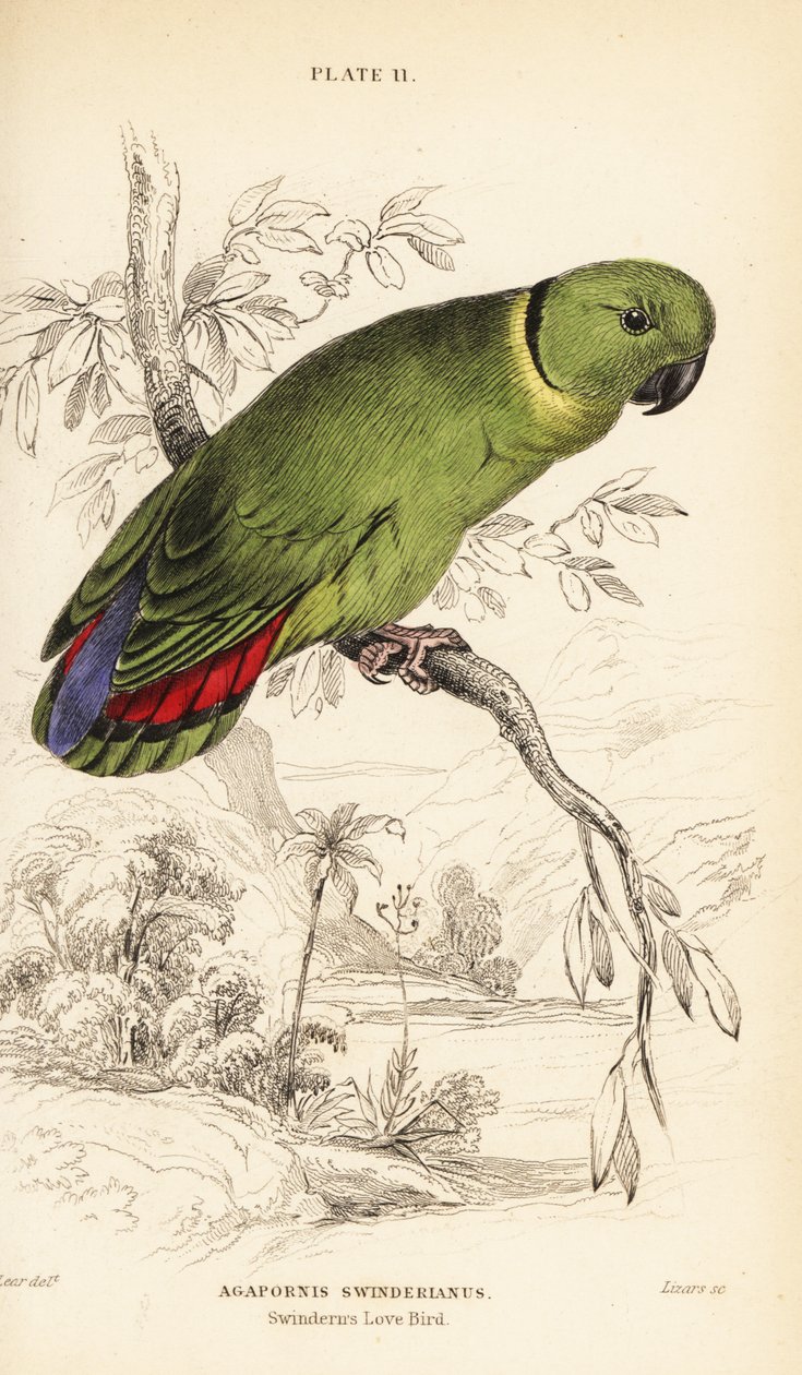 Kara yakalı cennet papağanı, Agapornis swindernianus by William Home Lizars
