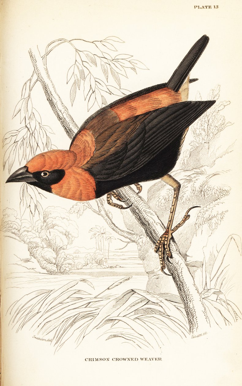 Siyah kanatlı kırmızı piskopos, Euplectes hordeaceus (Kızıl taçlı dokumacı, Euplectes flammiceps) by William Home Lizars