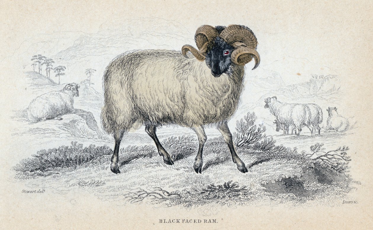 Kara Yüzlü Koç, 19. yüzyılın ortalarında by William Home Lizars