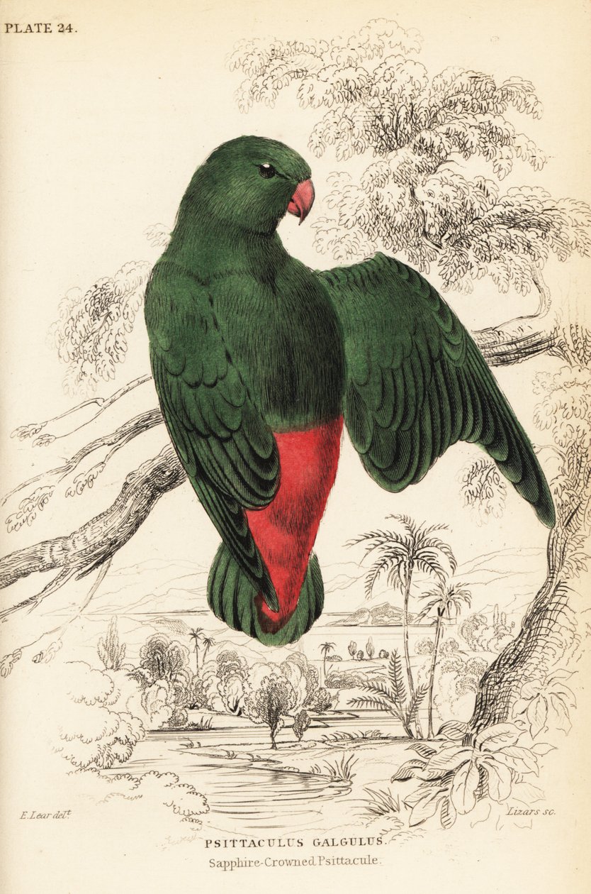 Mavi taçlı asma papağan, Loriculus galgulus by William Home Lizars