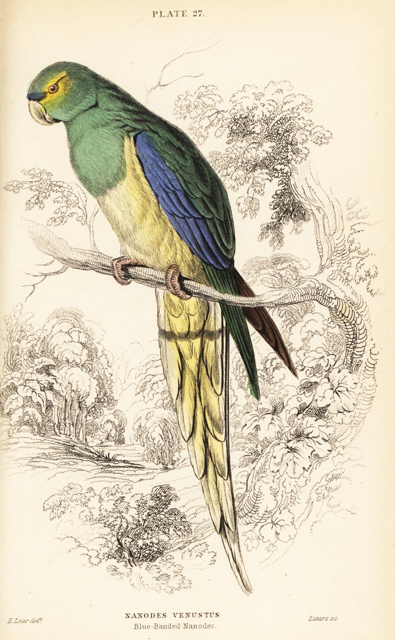 Mavi kanatlı papağan, Neophema chrysostoma by William Home Lizars
