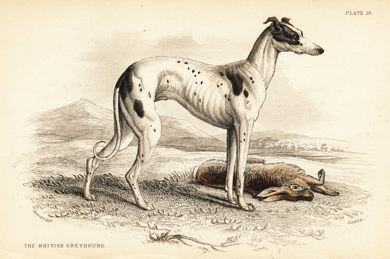 İngiliz tazı, Canis lupus aşinalık by William Home Lizars