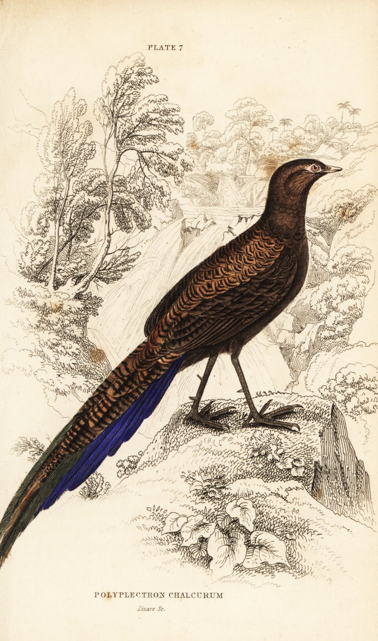 Bronz kuyruklu tavus kuşu-sülün veya Sumatra tavus kuşu-sülün by William Home Lizars
