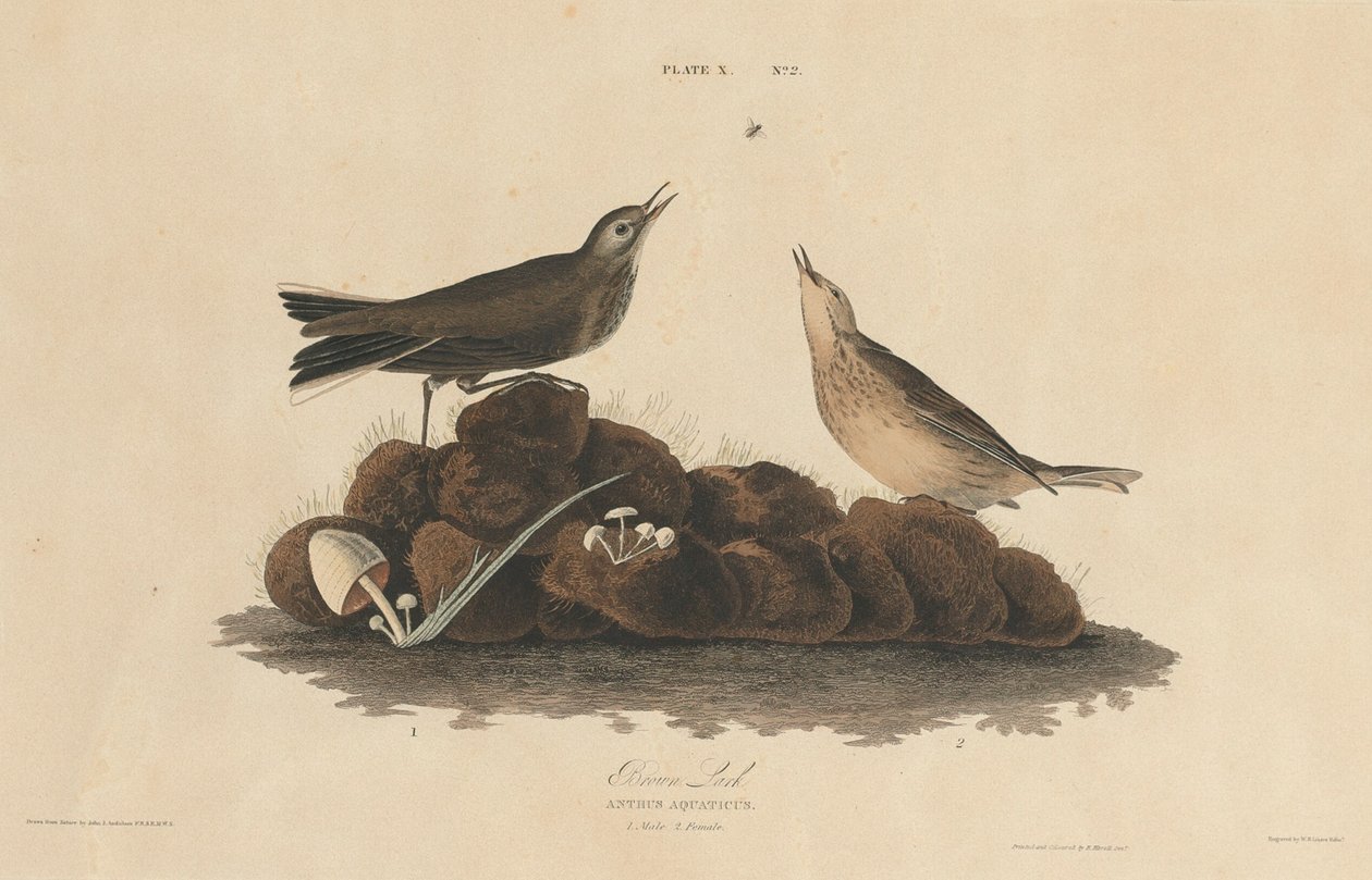 Kahverengi Lark, 18271830. by William Home Lizars