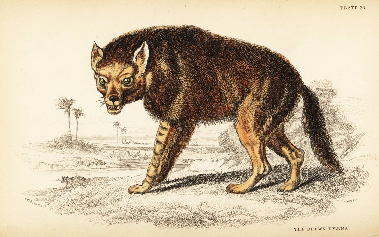 Kahverengi sırtlan veya strandwolf, Hyaena brunnea (Hyaena fusca) by William Home Lizars