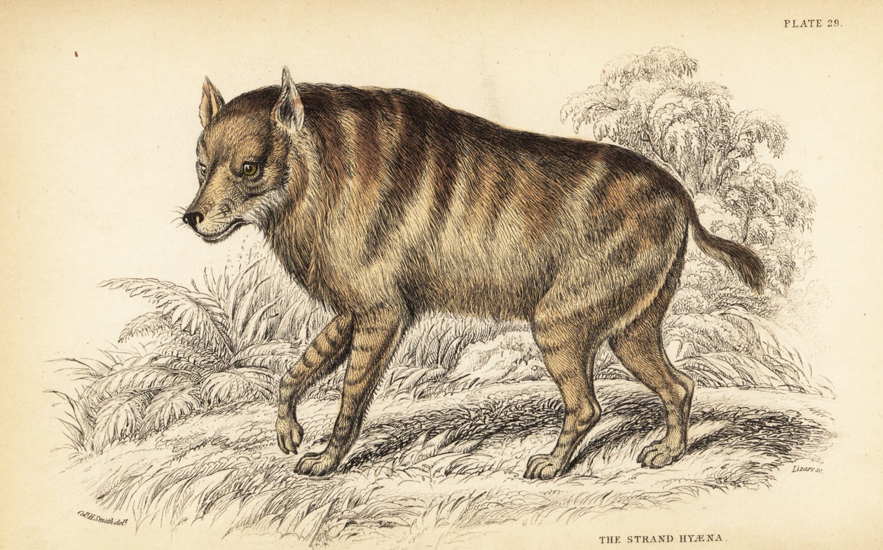 Kahverengi sırtlan veya strandwolf, Hyaena brunnea (Strand sırtlan, Hyaena villosa) by William Home Lizars