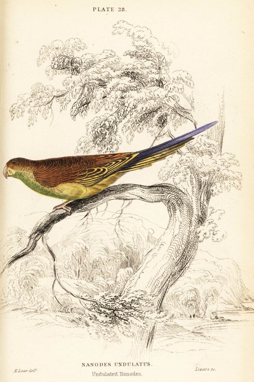 Muhabbet kuşu, Melopsittacus undulatus by William Home Lizars