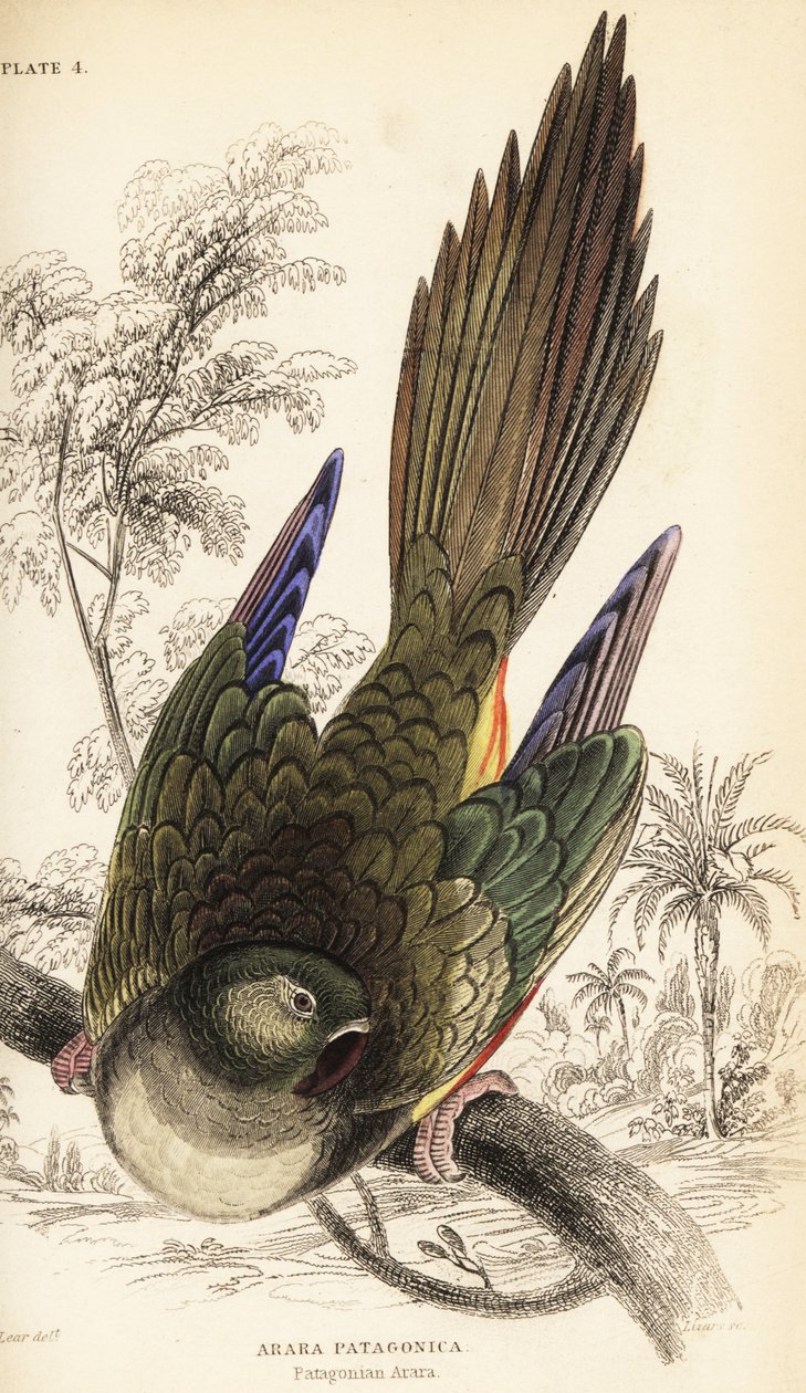 Oyuk papağanı veya Patagonya conure, Cyanoliseus patagonus by William Home Lizars