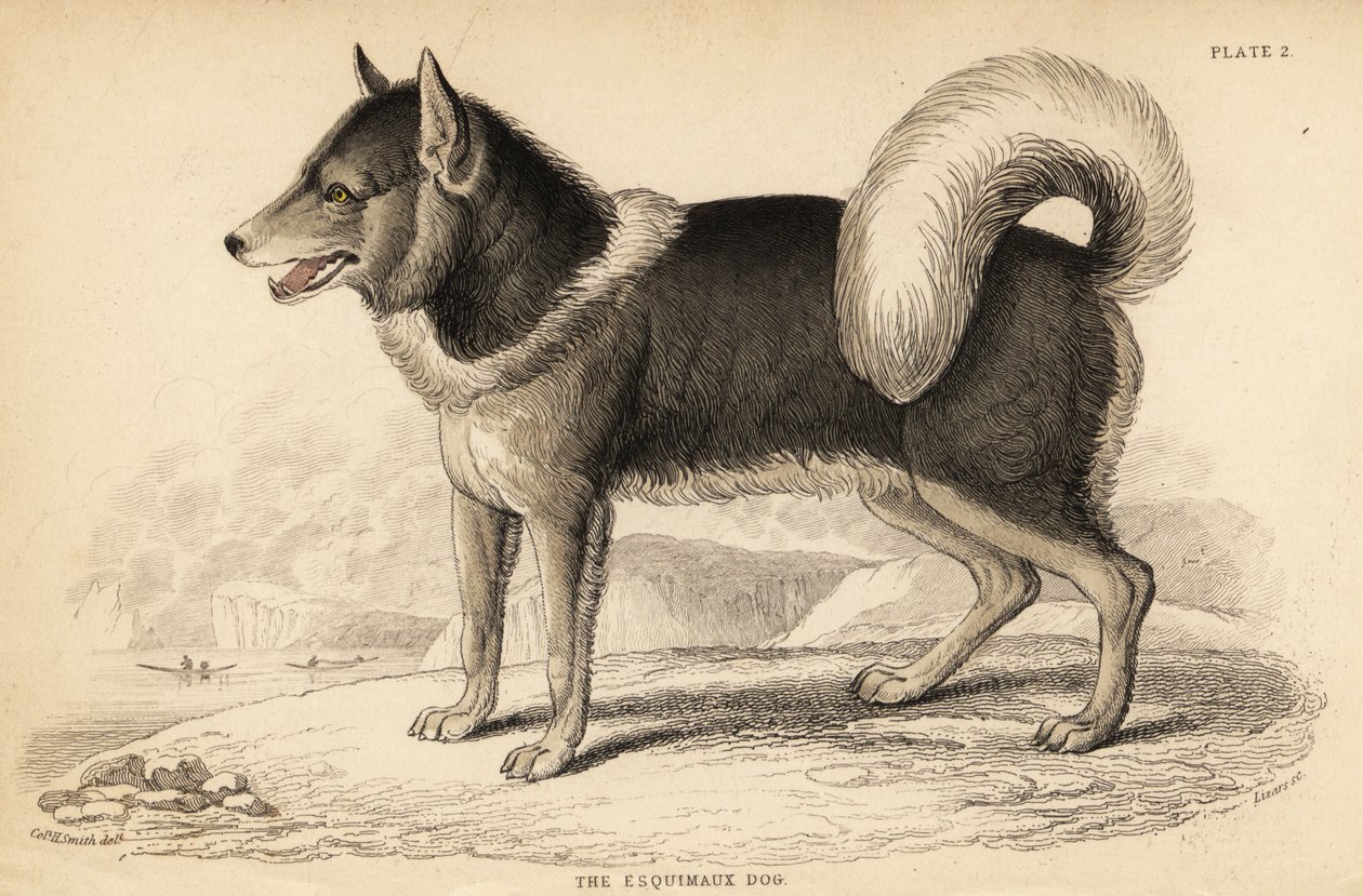 Kanada eskimo köpeği veya qimmiq, Canis lupus familyis by William Home Lizars