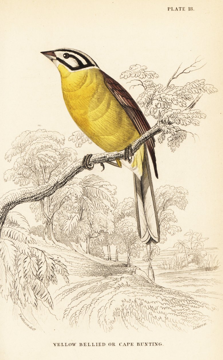 Cape kiraz kuşu, Emberiza capensis (Sarı karınlı kiraz kuşu, Fringillaria capensis) by William Home Lizars