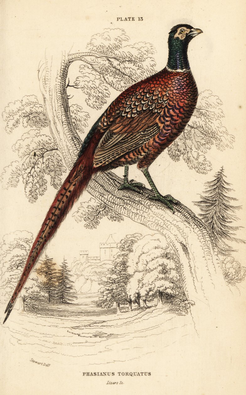 Adi sülün (halka boyunlu), Phasianus colchicus torquatus (Phasianus torquatus) by William Home Lizars
