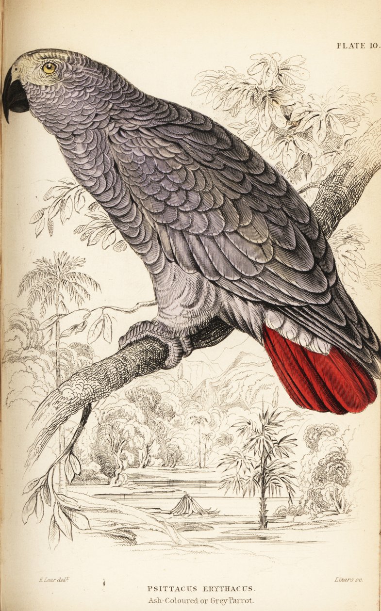 Kongo gri papağanı, Psittacus erithacus by William Home Lizars