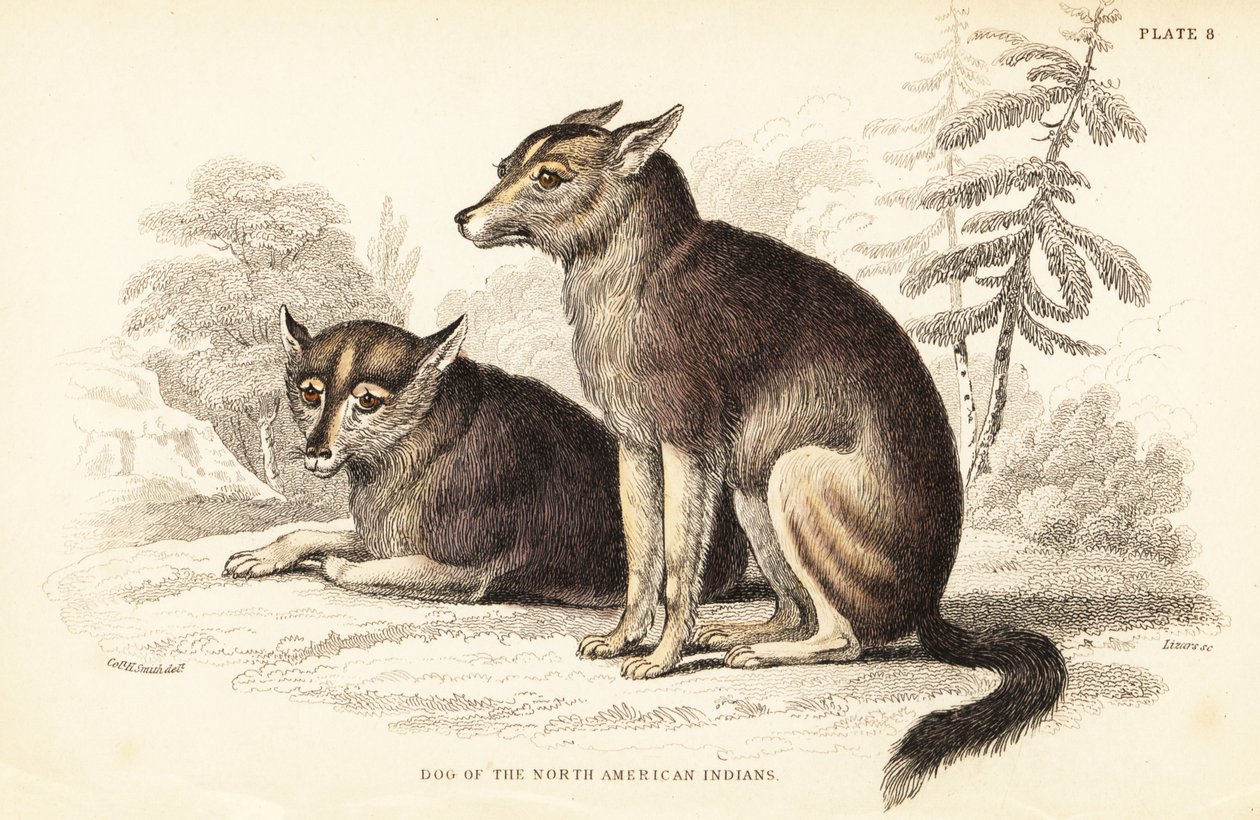 Çakal, Canis latrans by William Home Lizars