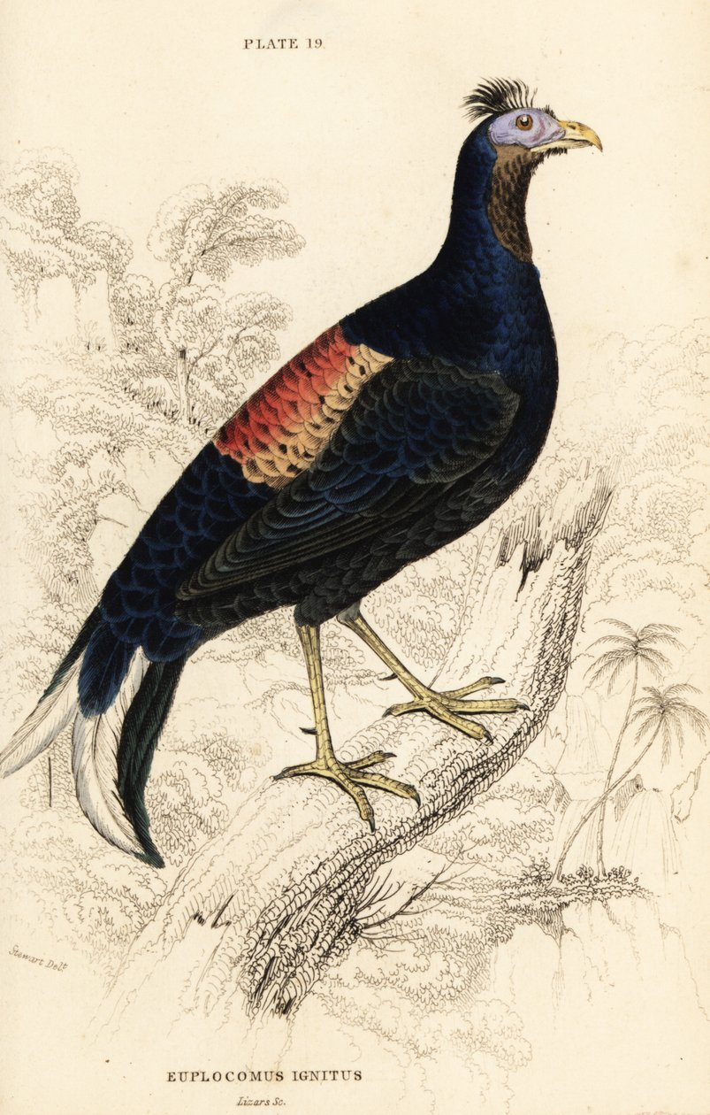 Tepeli ateş püskürmesi, Lophura ignita, erkek (Macartney horozu, Euplocomus ignitus) by William Home Lizars