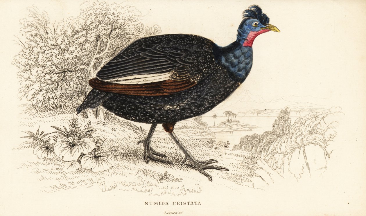 Tepeli beç kuşu, Guttera pucherani (Numida cristata) by William Home Lizars