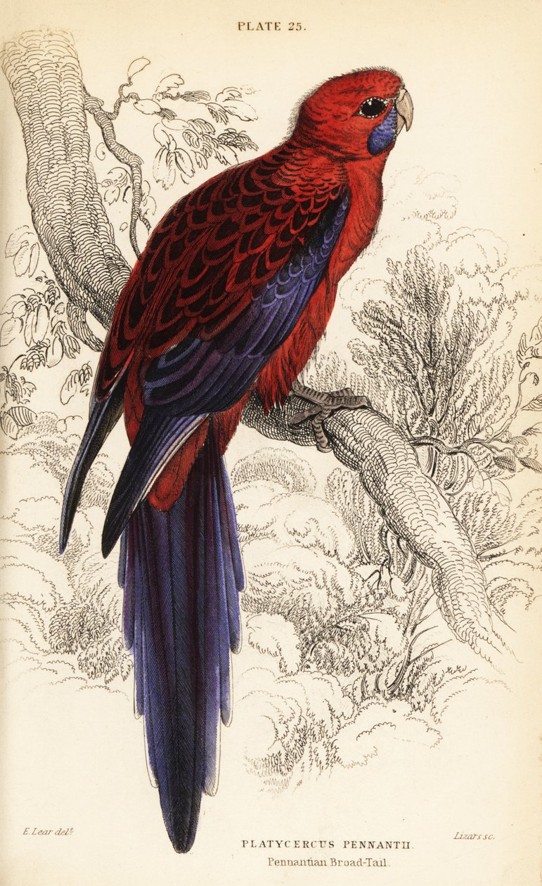 Kızıl gül, Platycercus elegans by William Home Lizars