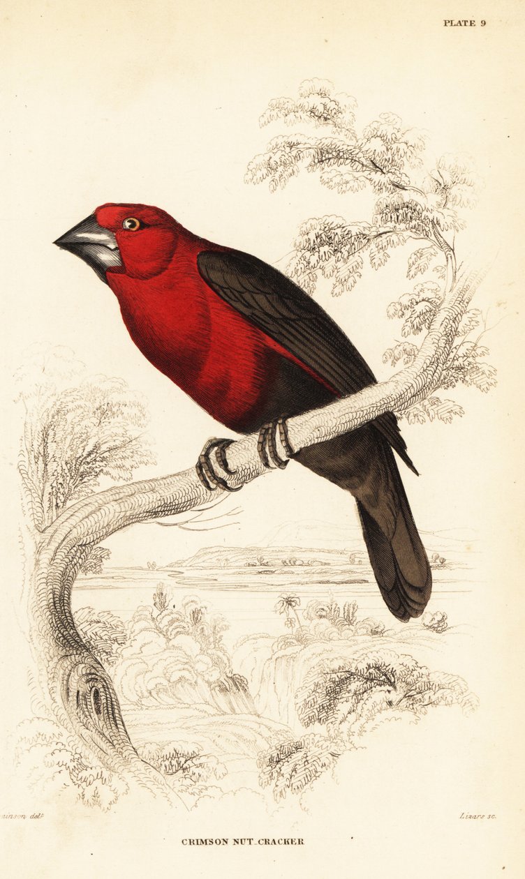 Kızıl tohumkıran, Pyrenestes sanguineus sanguineus (Kızıl fındıkkıran, Pirenestes sanguineus) by William Home Lizars