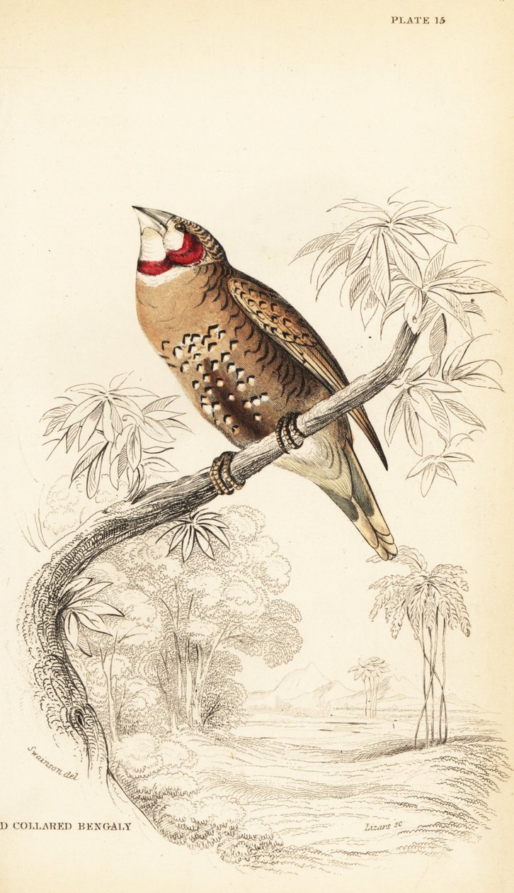 Boğazlı ispinoz veya şerit ispinoz, Amadina fasciata by William Home Lizars