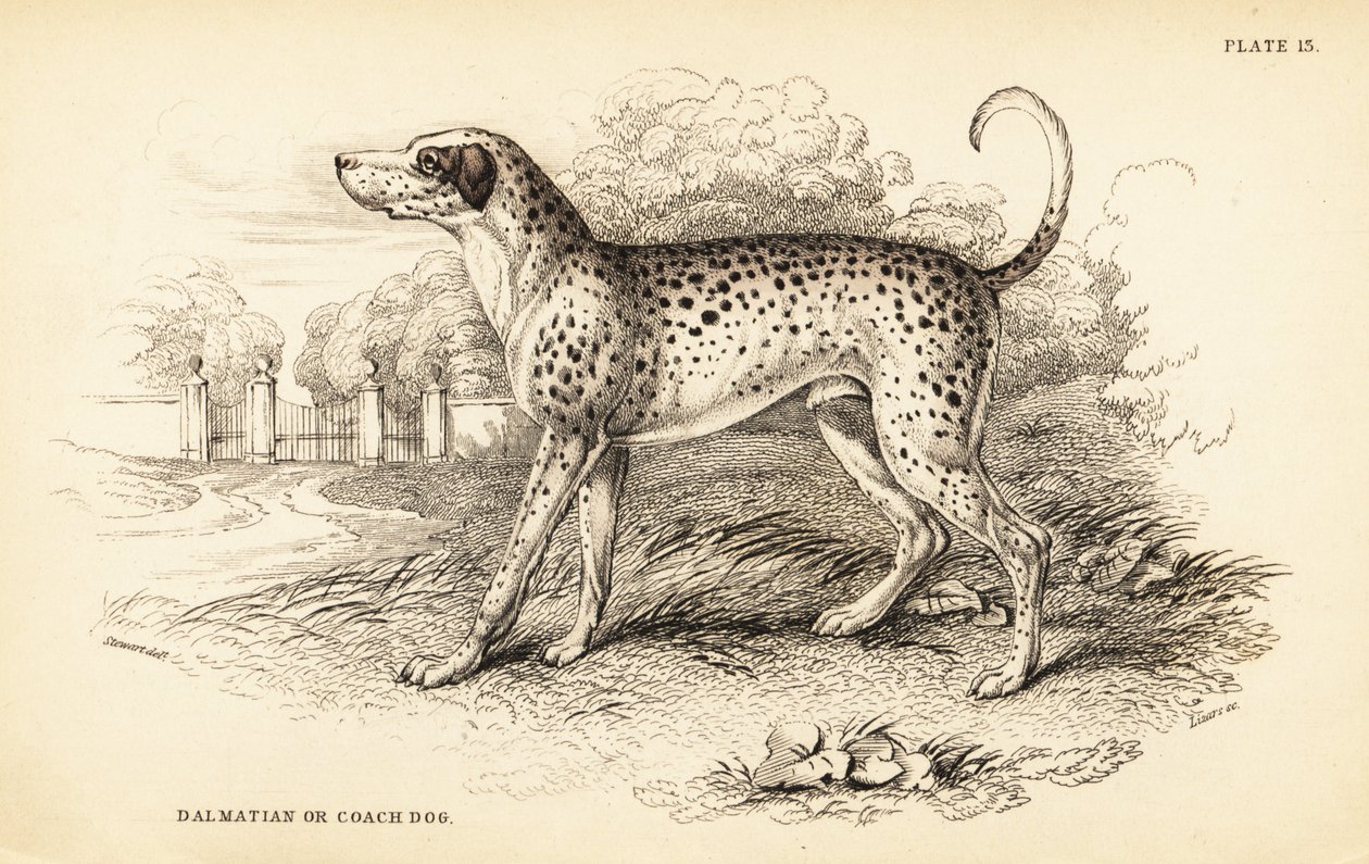 Dalmaçyalı köpek veya koç köpeği, Canis lupus aşinalık by William Home Lizars