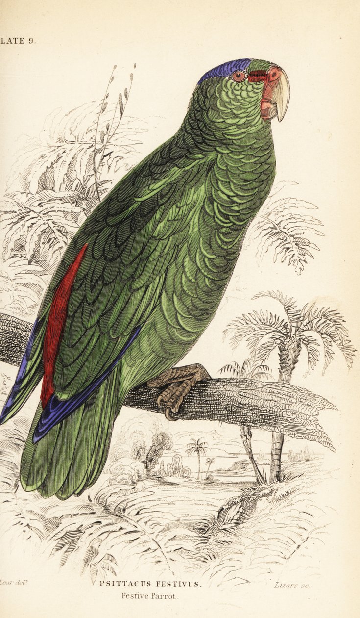 Şenlikli amazon, Şenlikli Amazon by William Home Lizars