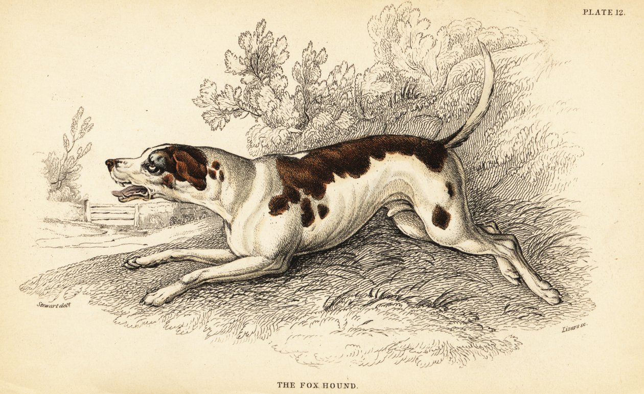 Tilki tazı, Canis lupus aşinalık by William Home Lizars