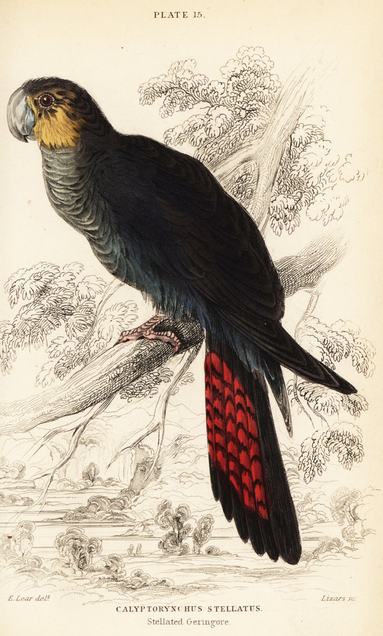 Parlak siyah kakadu, Calyptorhynchus lathami by William Home Lizars