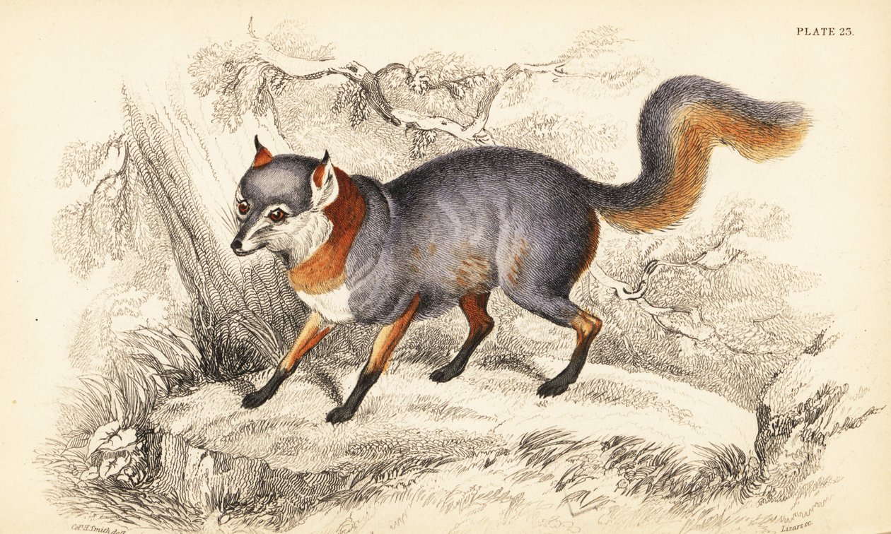 Gri tilki, Urocyon cinereoargenteus by William Home Lizars