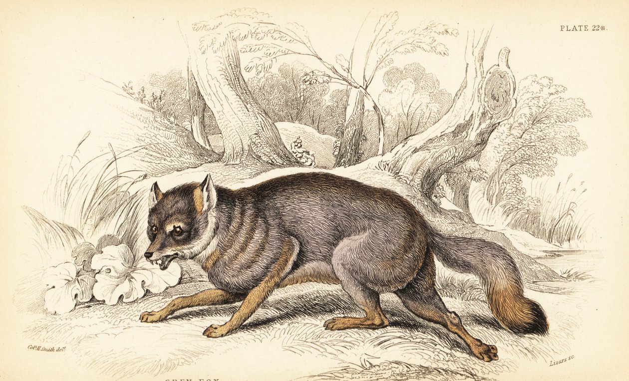 Gri tilki veya gri tilki, Urocyon cinereoargenteus (Vulpes cinereus) by William Home Lizars