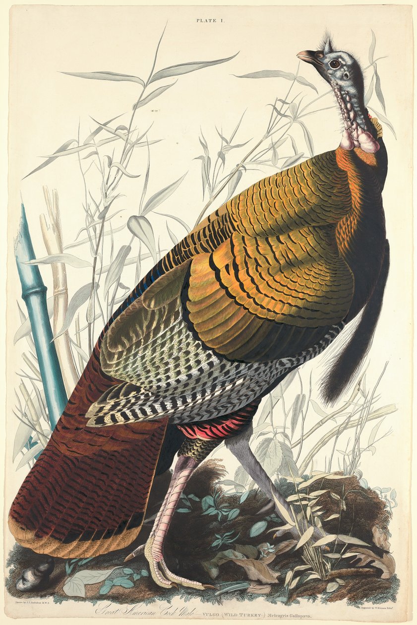 Büyük Amerikan Horozu, 1827. by William Home Lizars