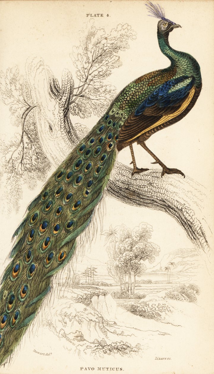 Yeşil tavus kuşu, Pavo muticus by William Home Lizars