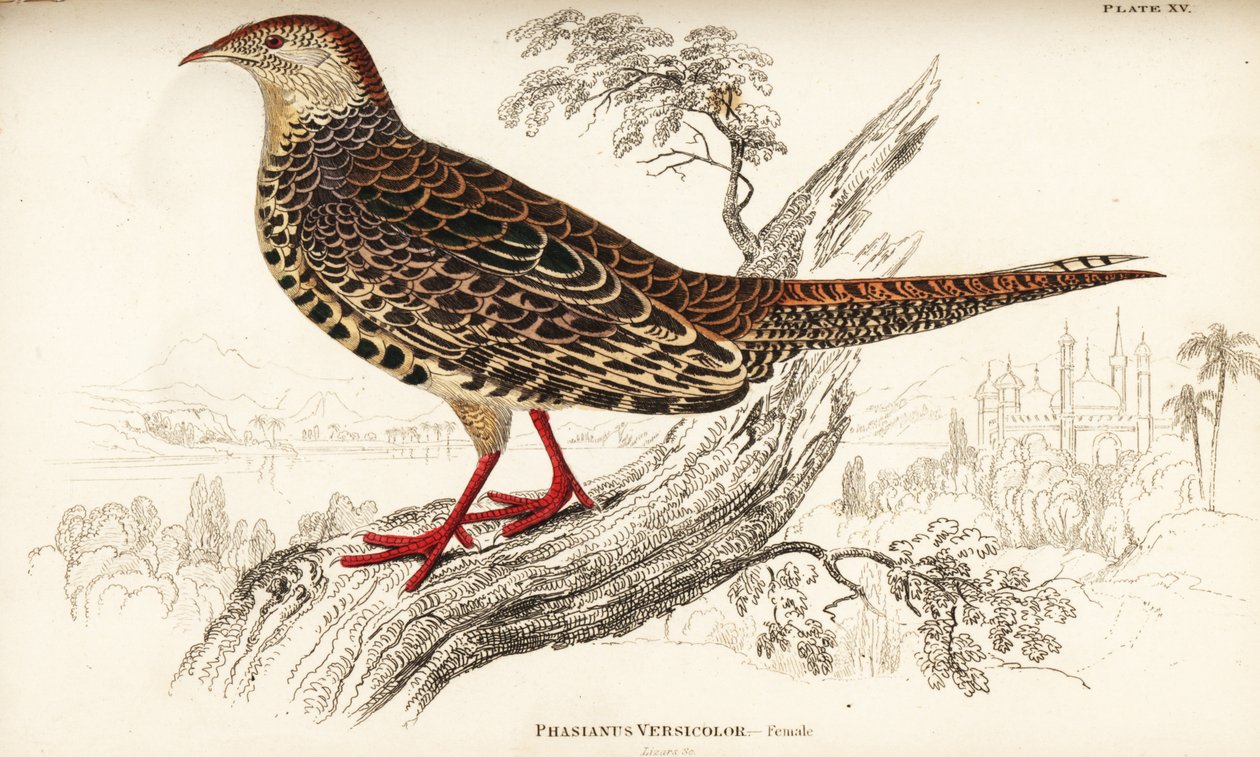 Yeşil sülün veya Japon yeşil sülün, dişi, Phasianus versicolor by William Home Lizars