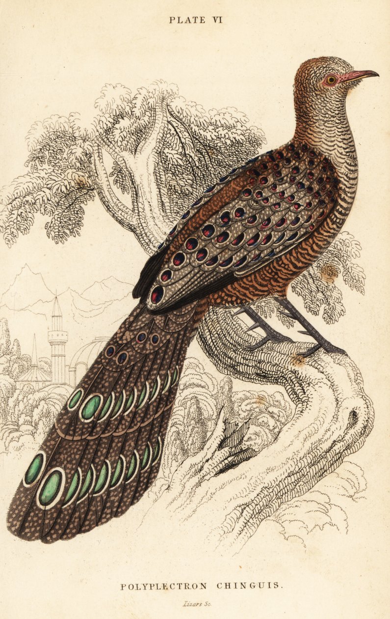Gri tavus kuşu-sülün veya Birmanya tavus kuşu-sülün, Polyplectron bicalaratum by William Home Lizars