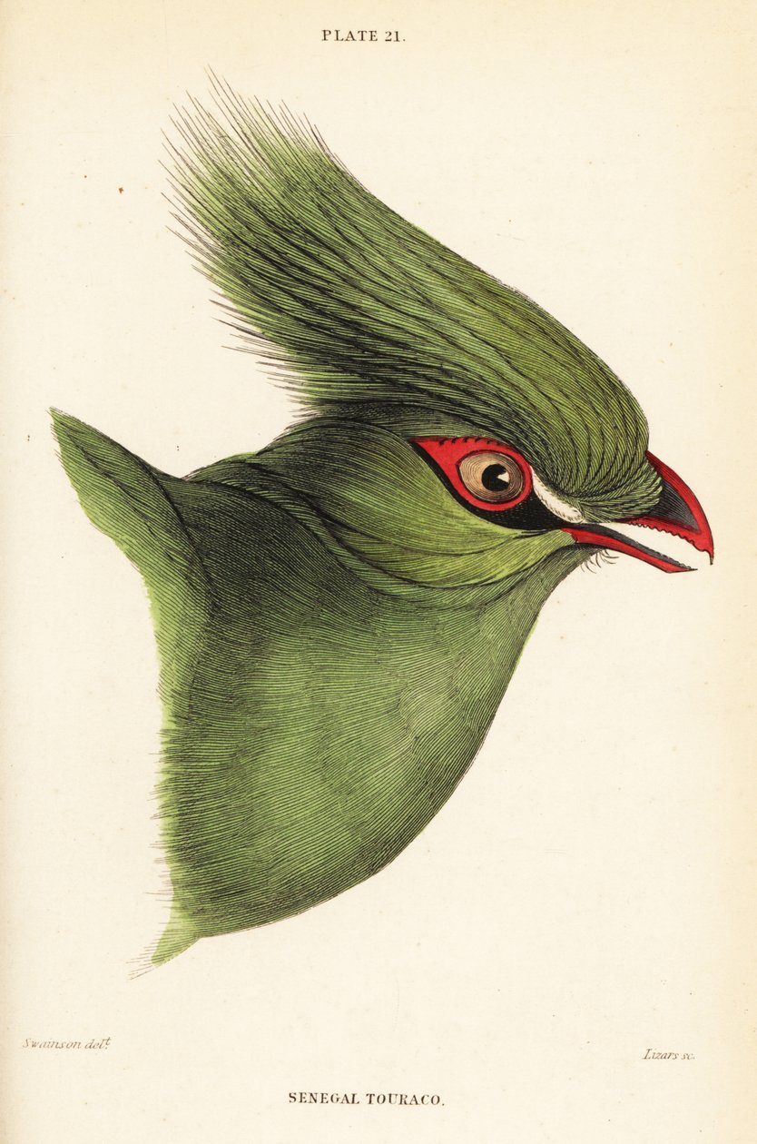 Gine turaco başkanı Tauraco persa buffoni by William Home Lizars