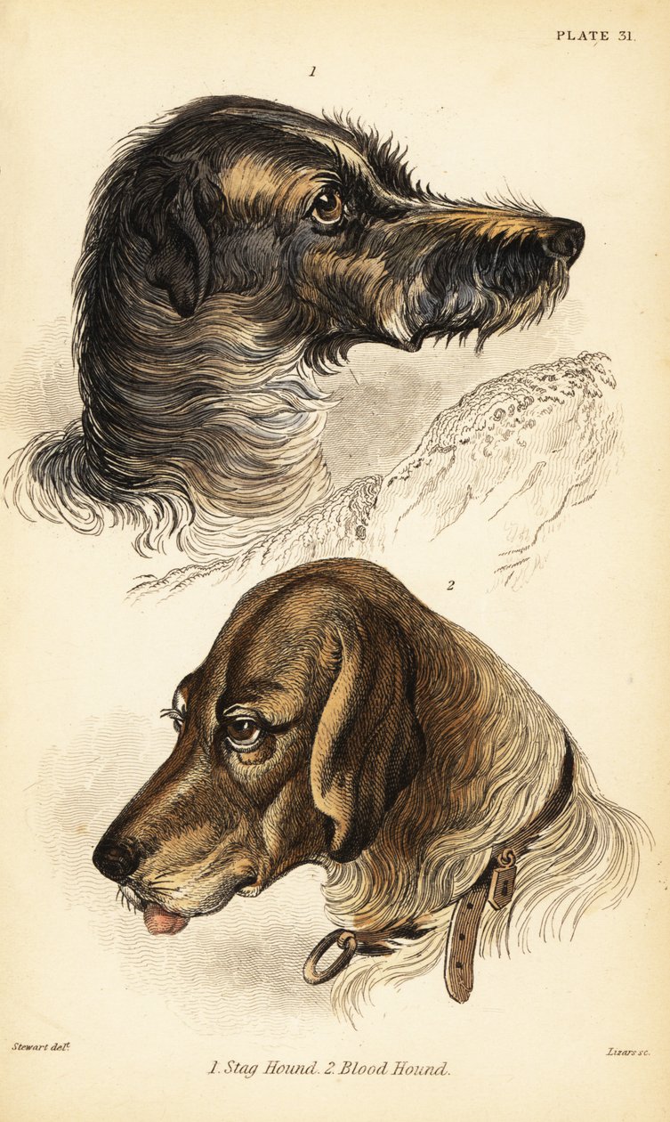 Geyik tazısı 1 ve tazı 2'nin başları, Canis lupus aşinalık (Canis sagaces ve Canis sanguinarius) by William Home Lizars