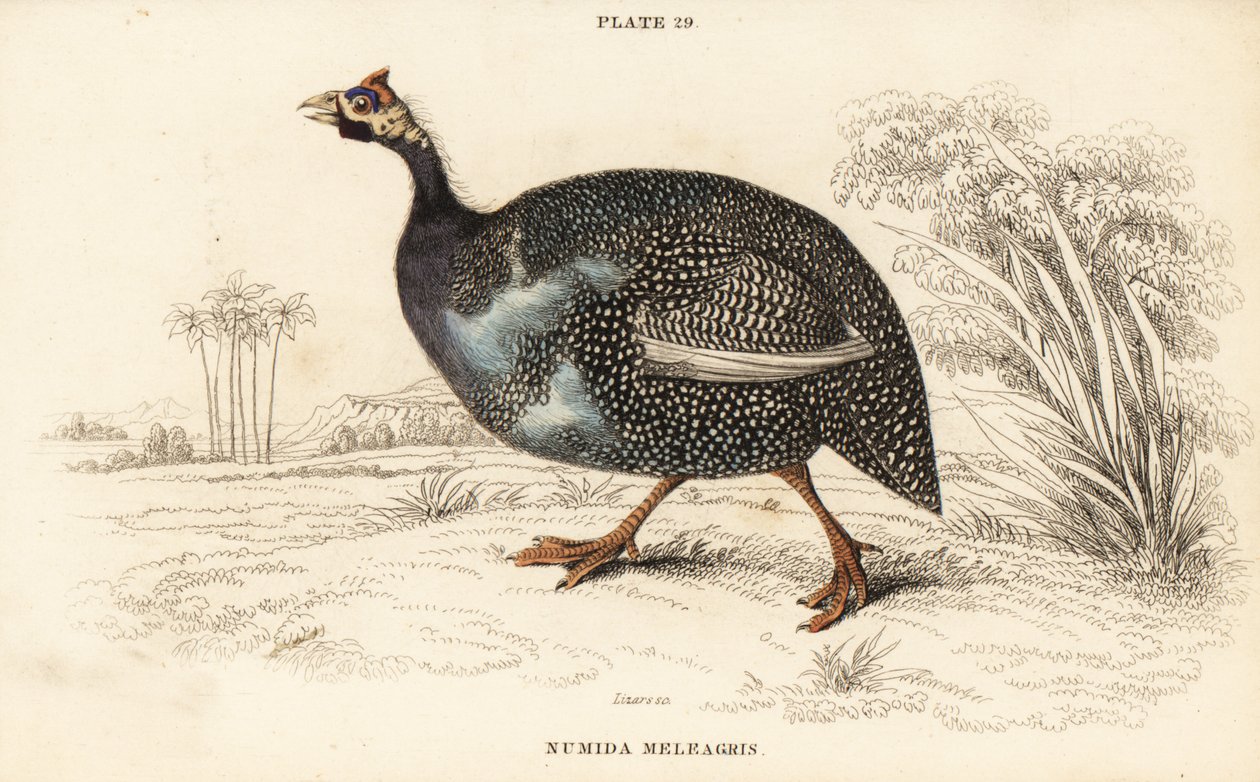 Miğferli beç kuşu, Numida meleagris by William Home Lizars