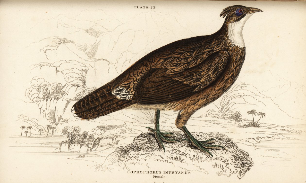 Himalaya monal, dişi, Lophophorus impejanus by William Home Lizars