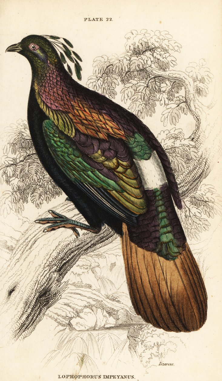 Himalaya monal, erkek, Lophophorus impejanus by William Home Lizars