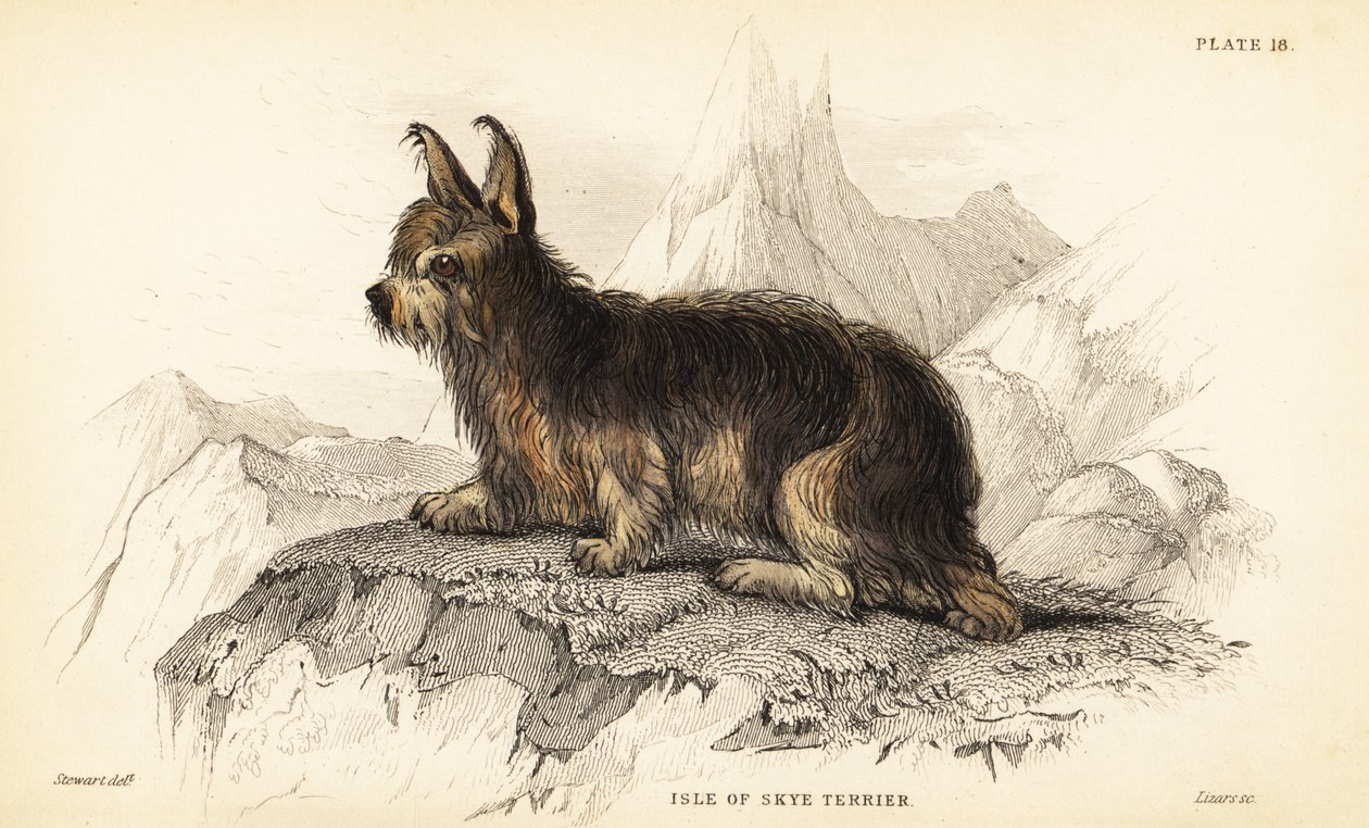 Skye Adası teriyeri, Canis lupus familyis (Canis terarius) by William Home Lizars