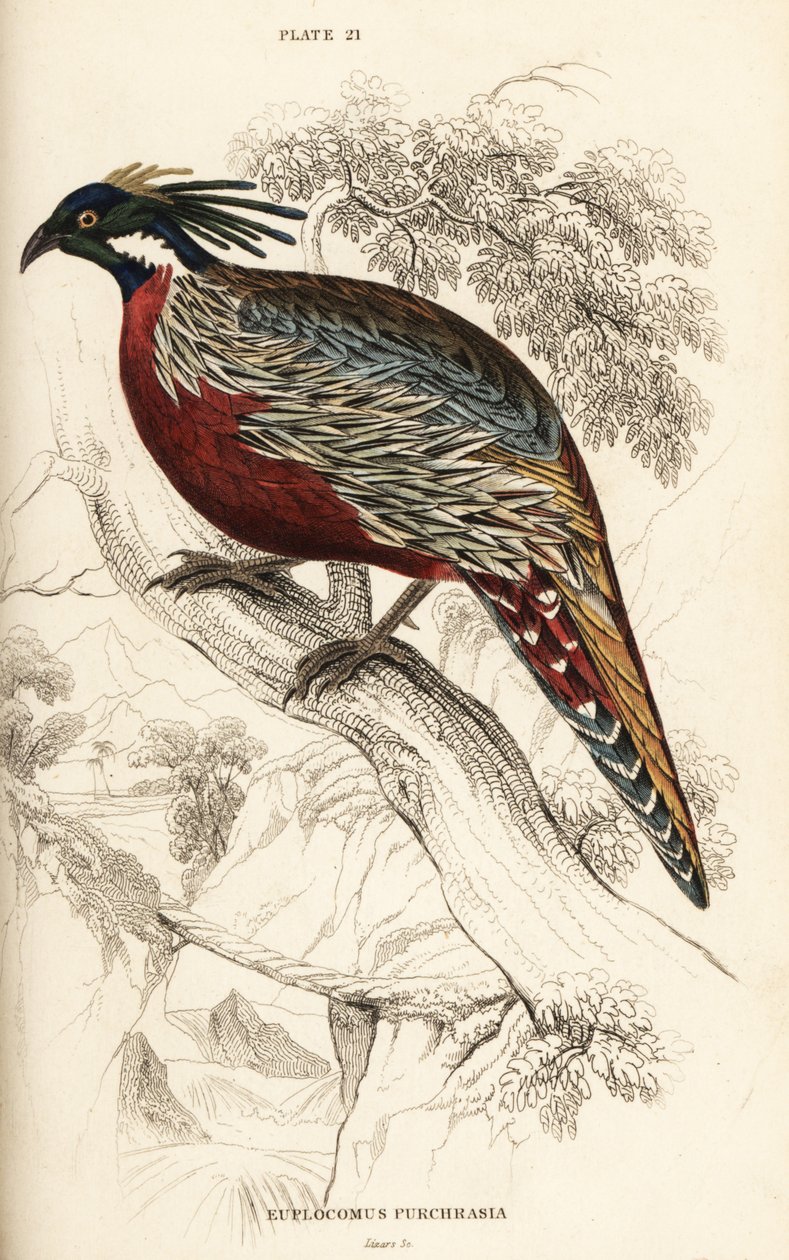 Koklass sülün, Pucrasia macrolopha by William Home Lizars