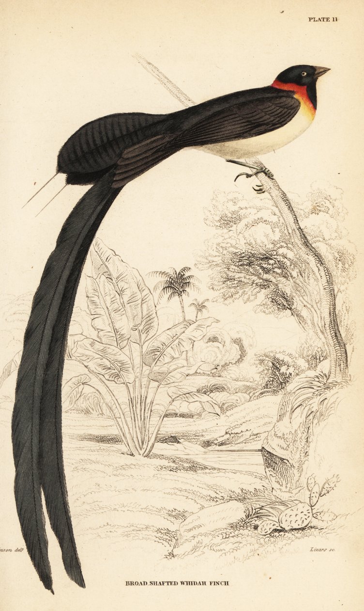 Uzun kuyruklu cennet-neden, Vidua paradisaea by William Home Lizars