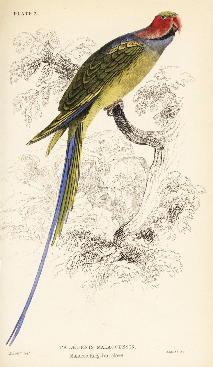 Uzun kuyruklu muhabbet kuşu, Psittacula longicauda by William Home Lizars