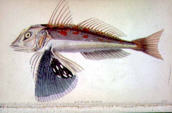 Yeni Zelanda Gurnard, sanatçı tarafından J.S. Bushman, Sir William Jardine (1800-74), pub tarafından derlenmiştir. 1833-45 (gravür) by William Home Lizars