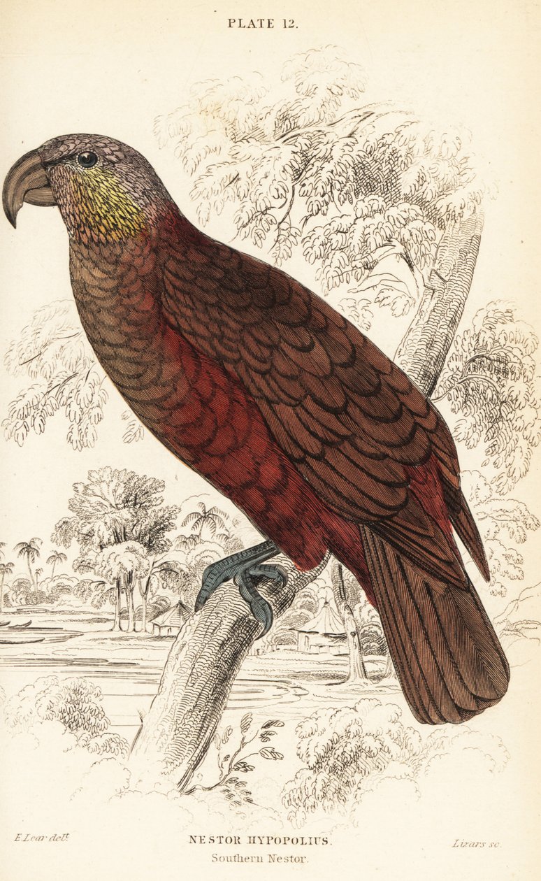 Yeni Zelanda kaka, Nestor meridionalis by William Home Lizars