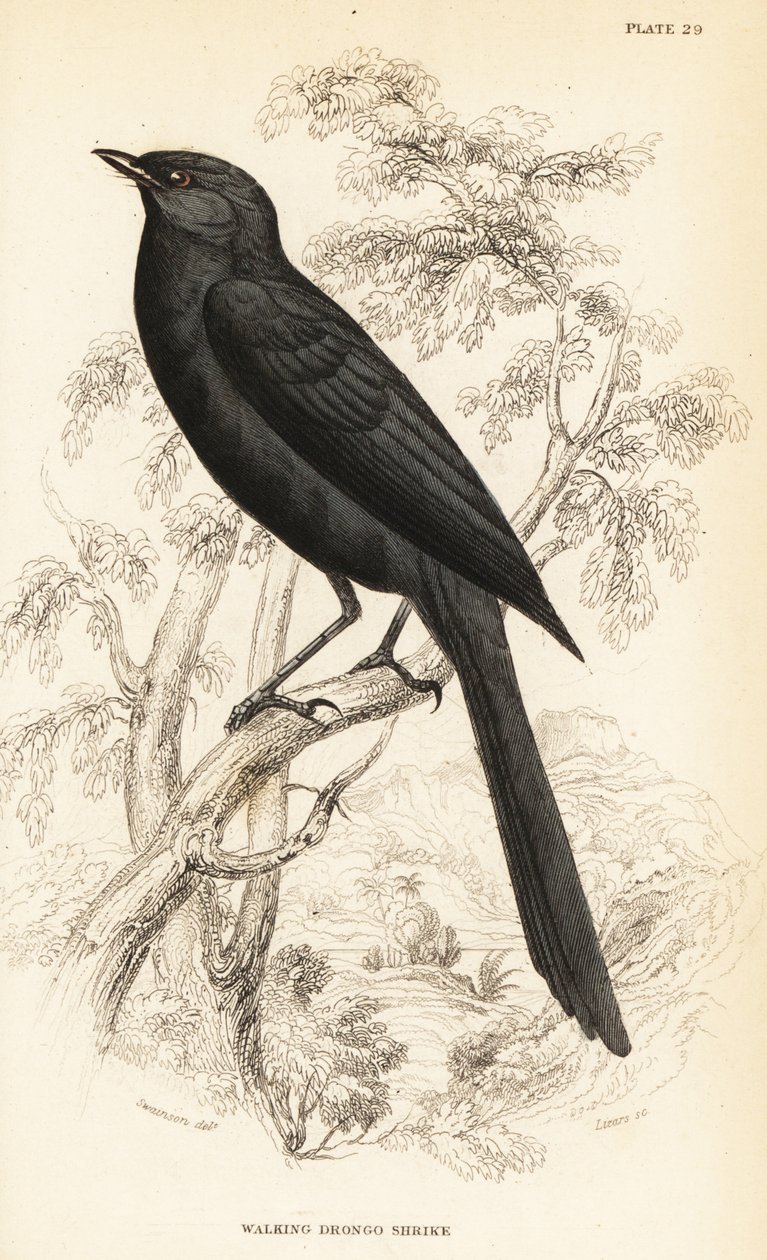 Kuzey kara sinekkapan, Melaenornis edolioides by William Home Lizars