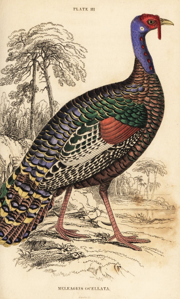 Ocellated hindi, Meleagris ocellata by William Home Lizars