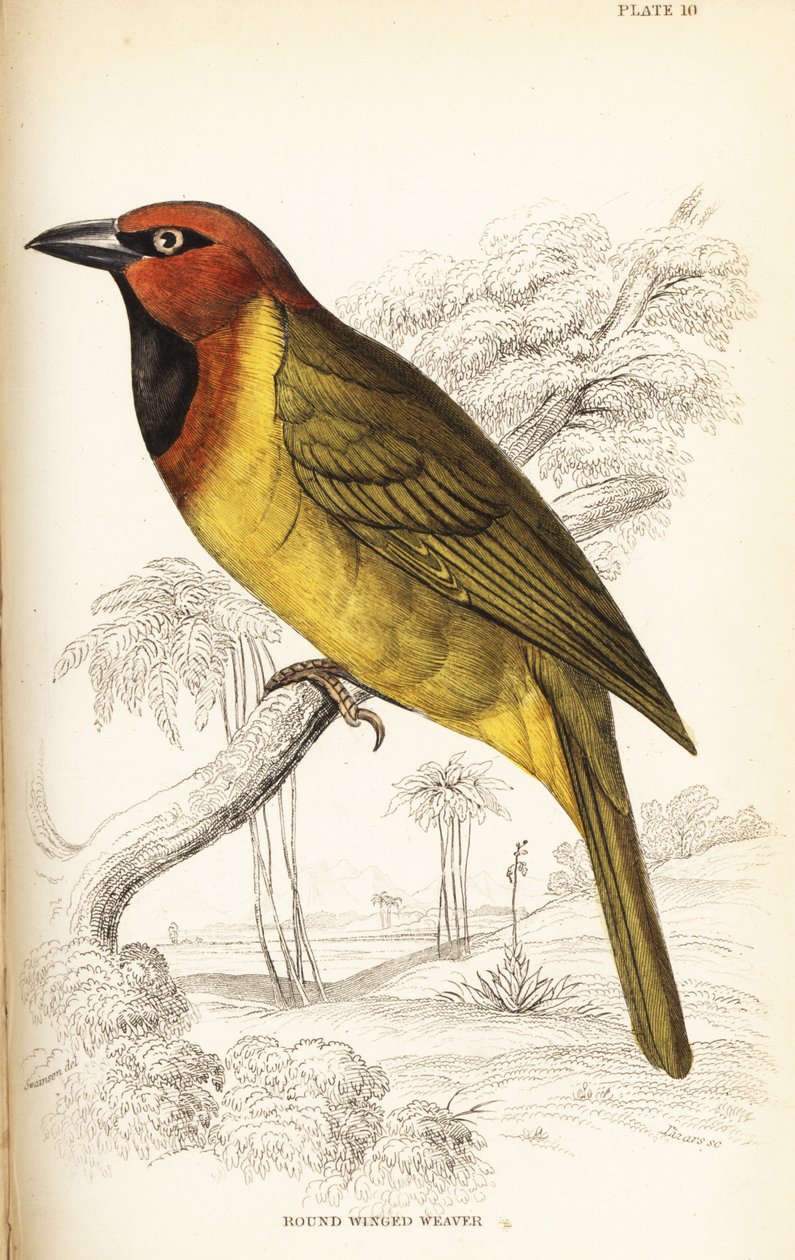 Zeytin enseli dokumacı veya yuvarlak kanatlı dokumacı, Ploceus brachypterus by William Home Lizars