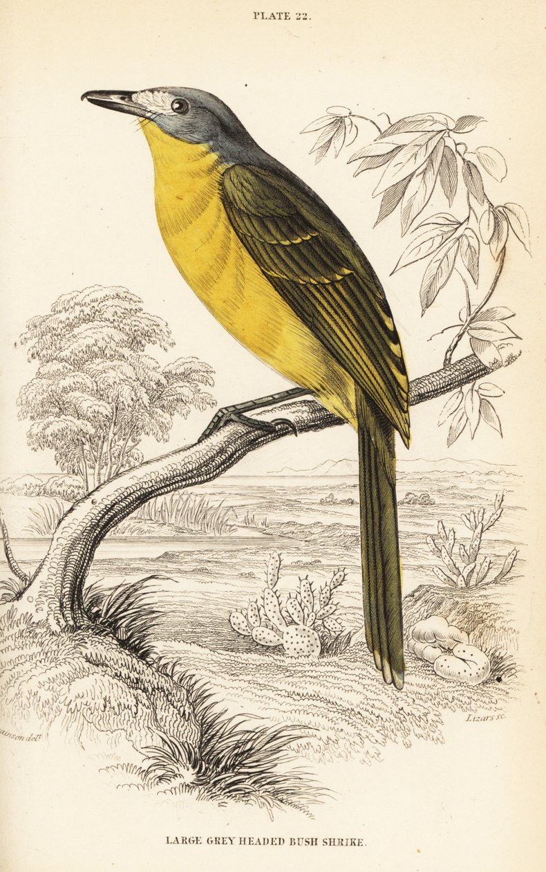 Zeytin bushshrike, Chlorophoneus olivaceus (Büyük gri başlı çalı shirke, Malaconutus olivaceus) by William Home Lizars