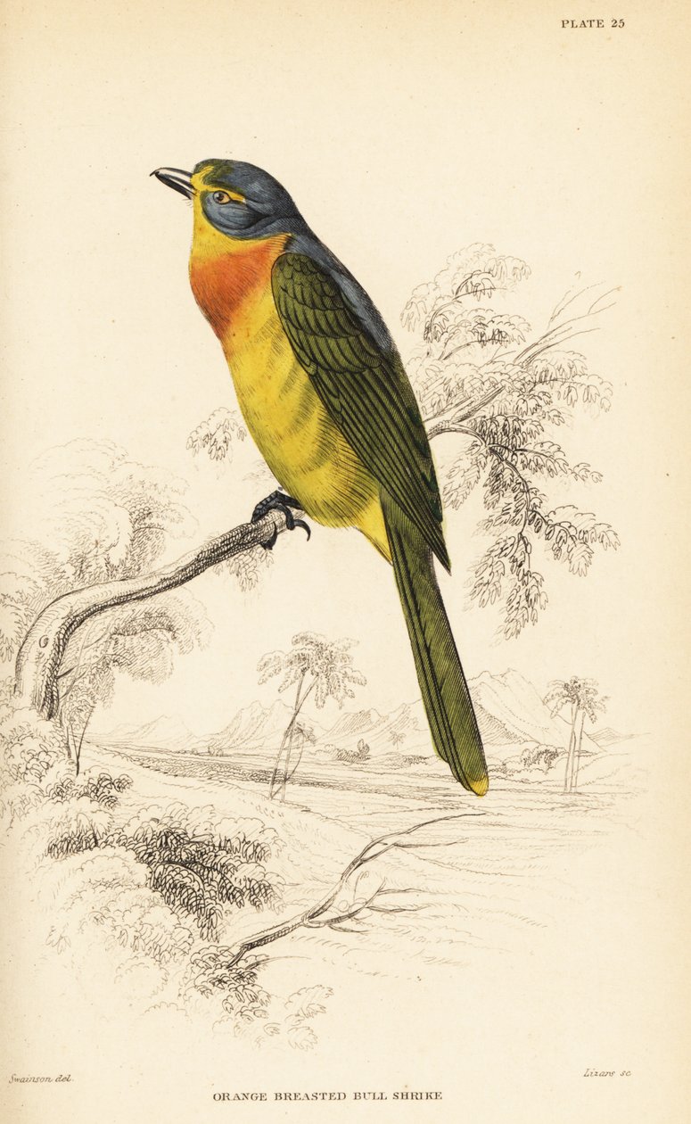 Turuncu göğüslü yaban arısı veya kükürt göğüslü yaban arısı, Chlorophoneus sulpheopectus by William Home Lizars